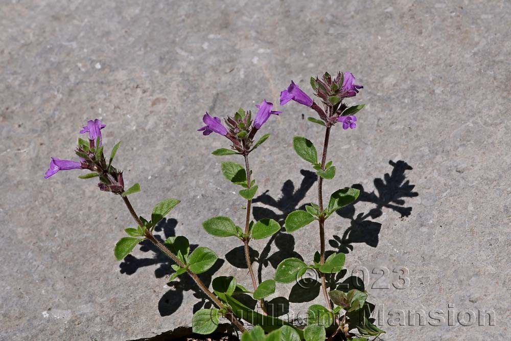 Clinopodium alpinum [Acinos alpinus]