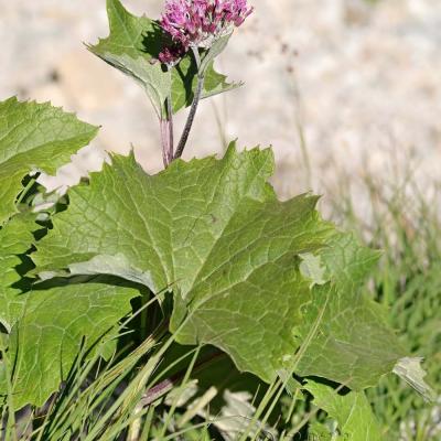 Adenostyles leucophyllum