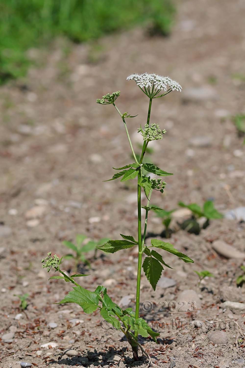 Aegopodium podagraria