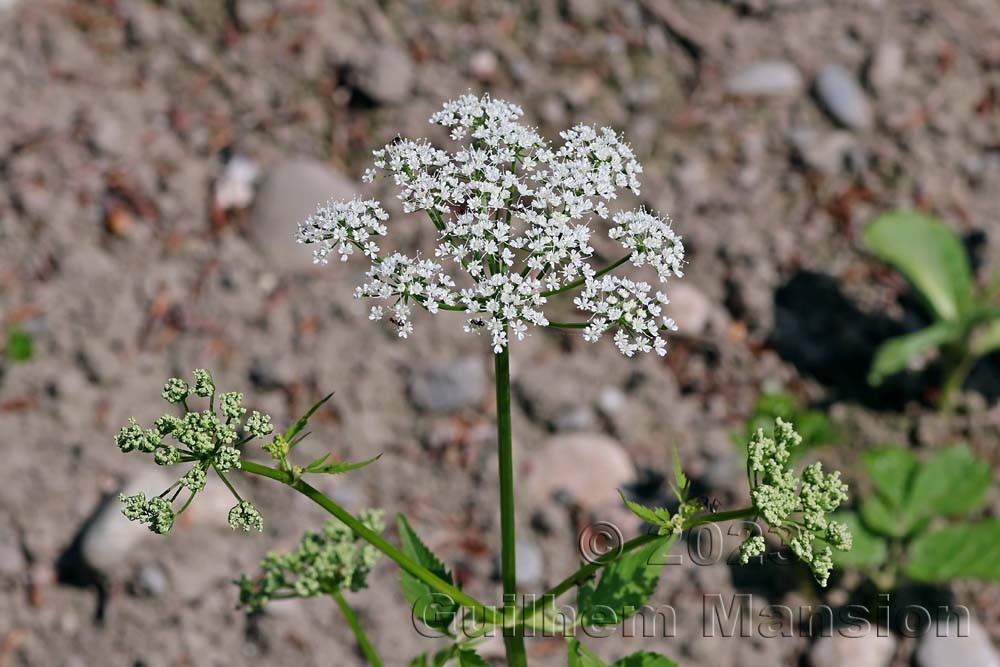 Aegopodium podagraria