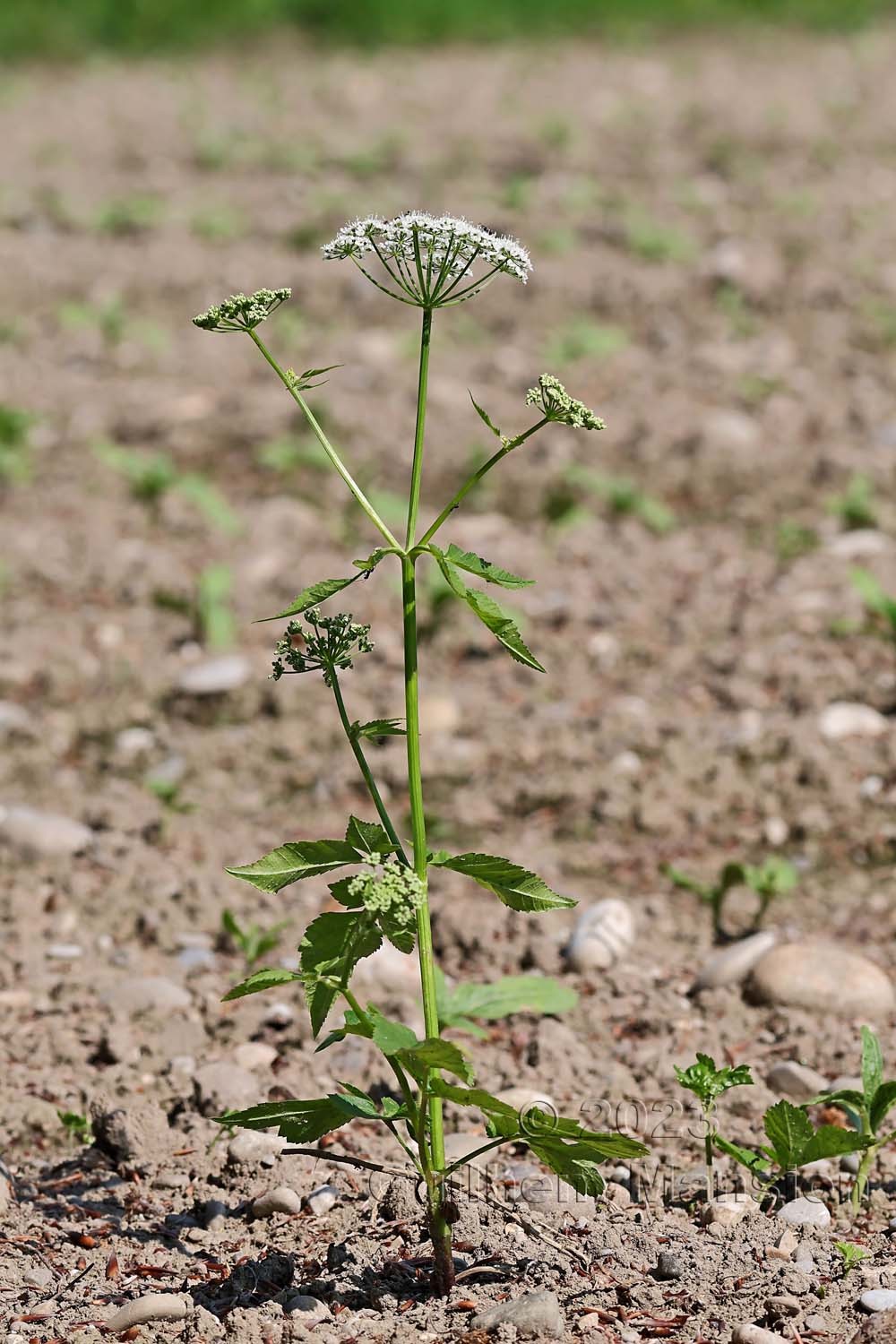 Aegopodium podagraria