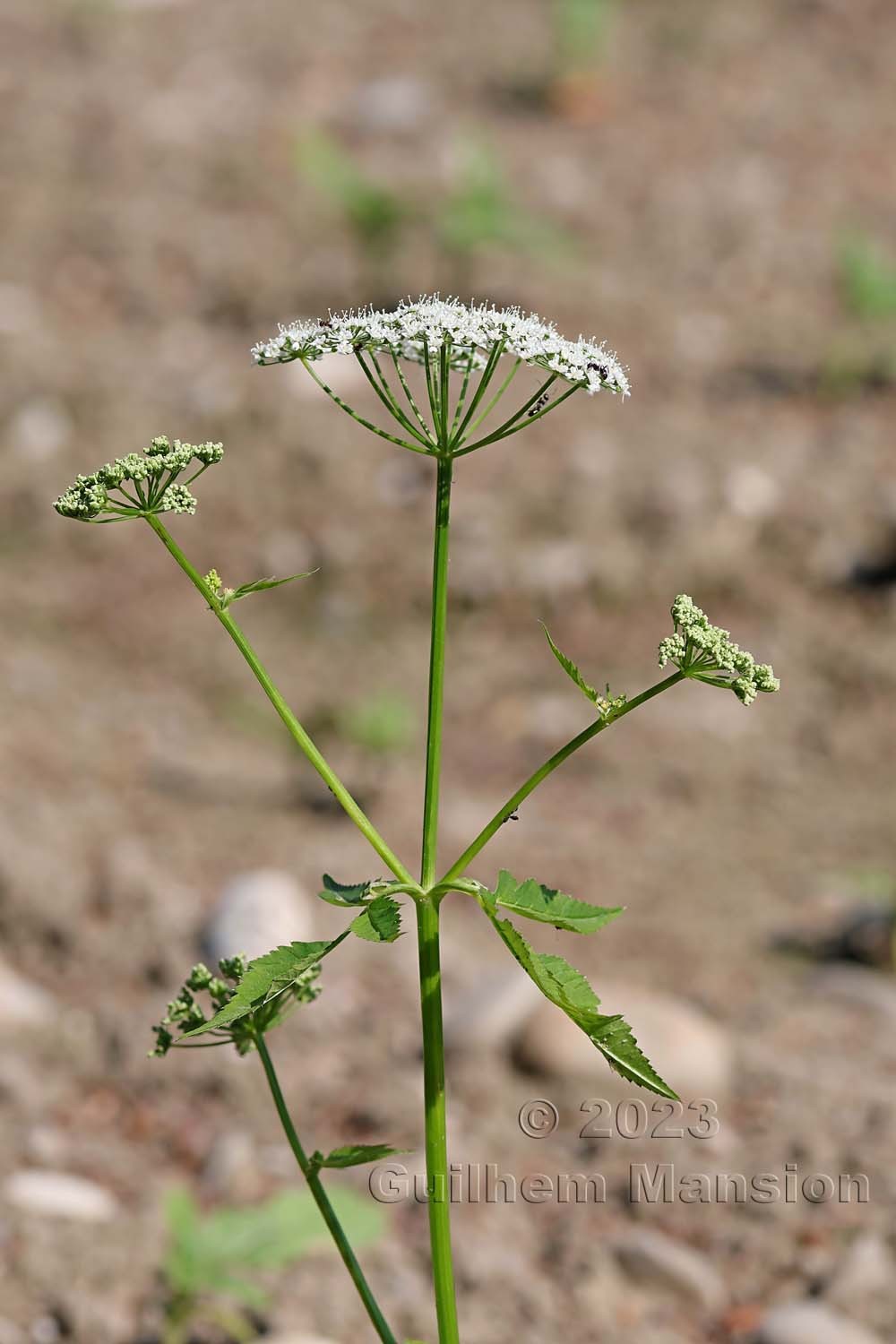 Aegopodium podagraria