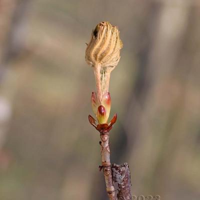 Aesculus hippocastanum