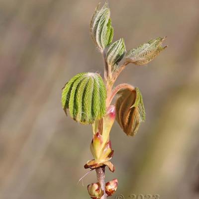 Aesculus hippocastanum