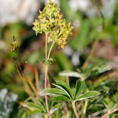 Alchemilla subsericea