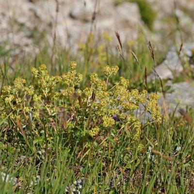 Alchemilla subsericea