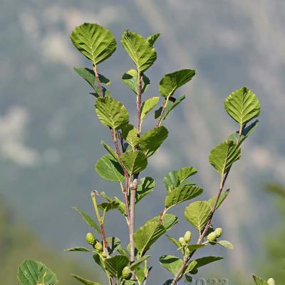 Alnus viridis