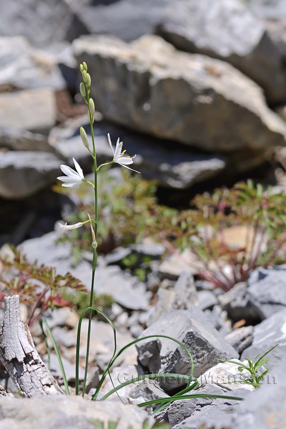 Anthericum liliago