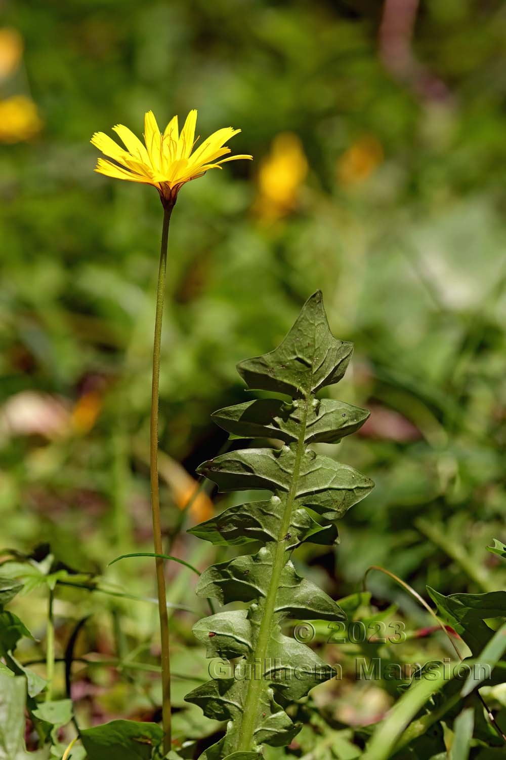 Aposeris foetida