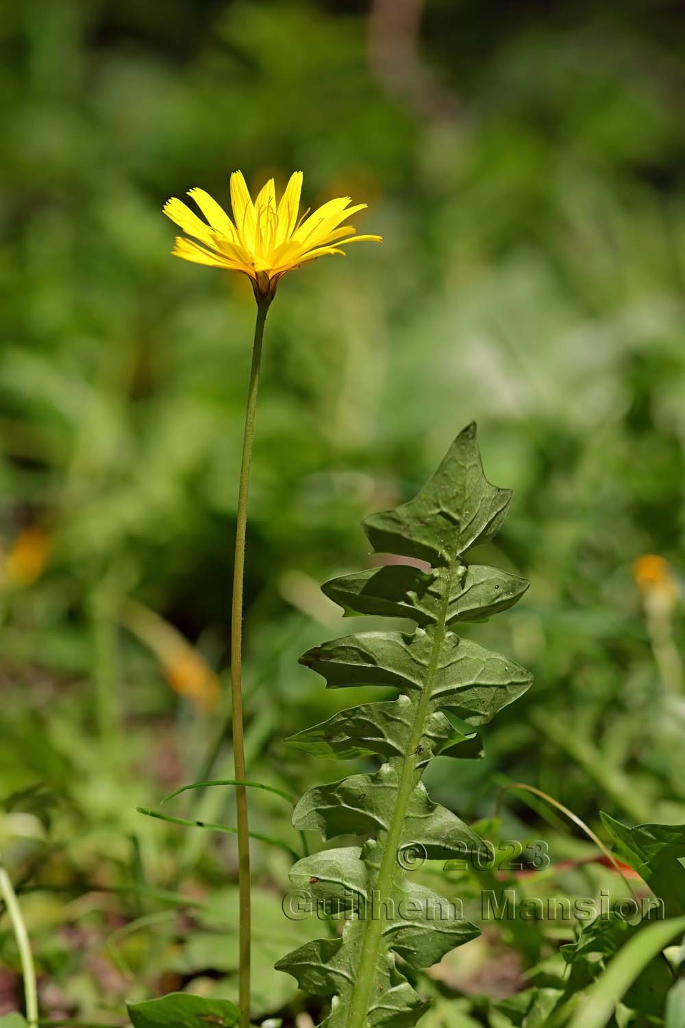 Aposeris foetida