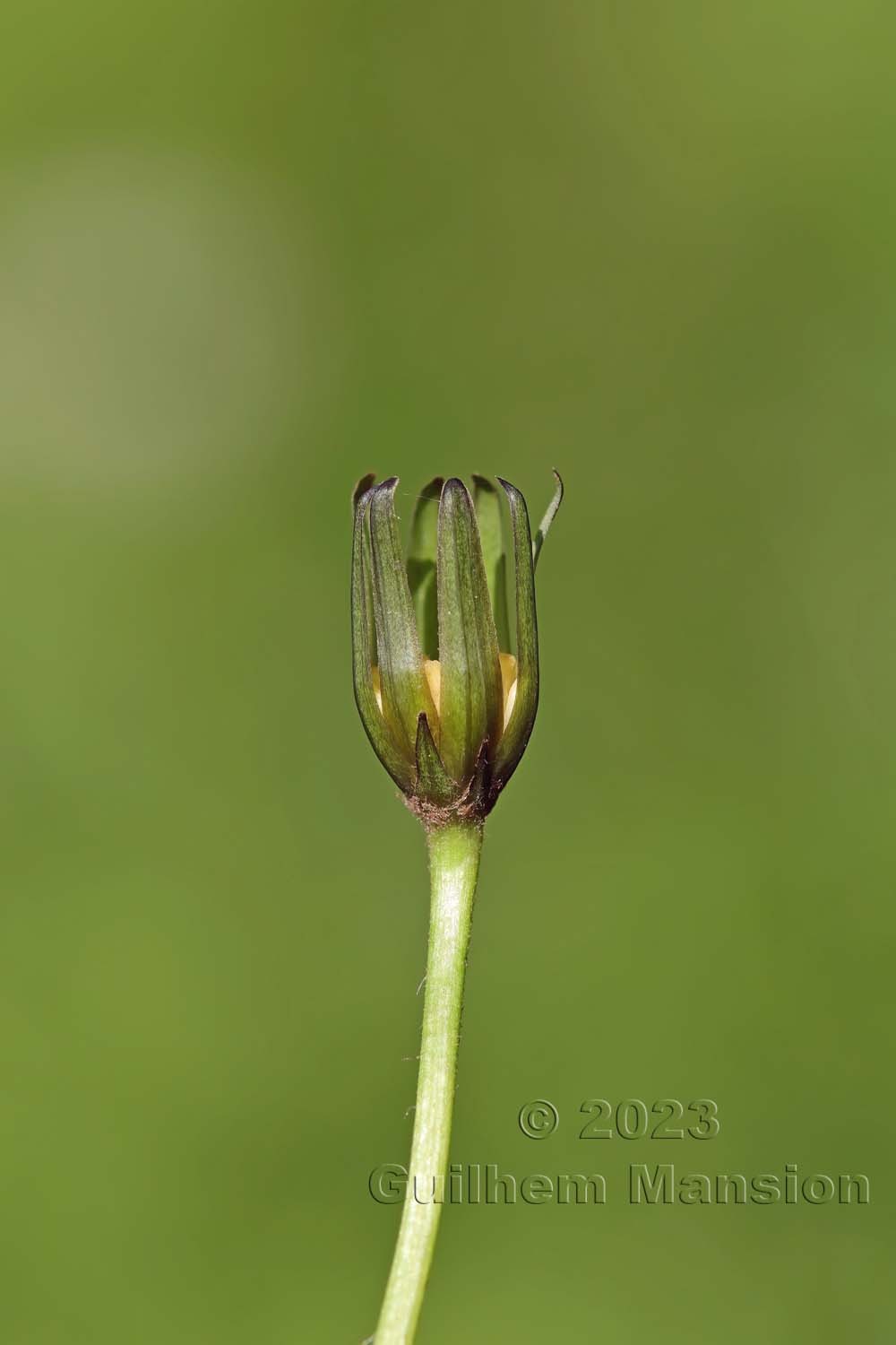 Aposeris foetida