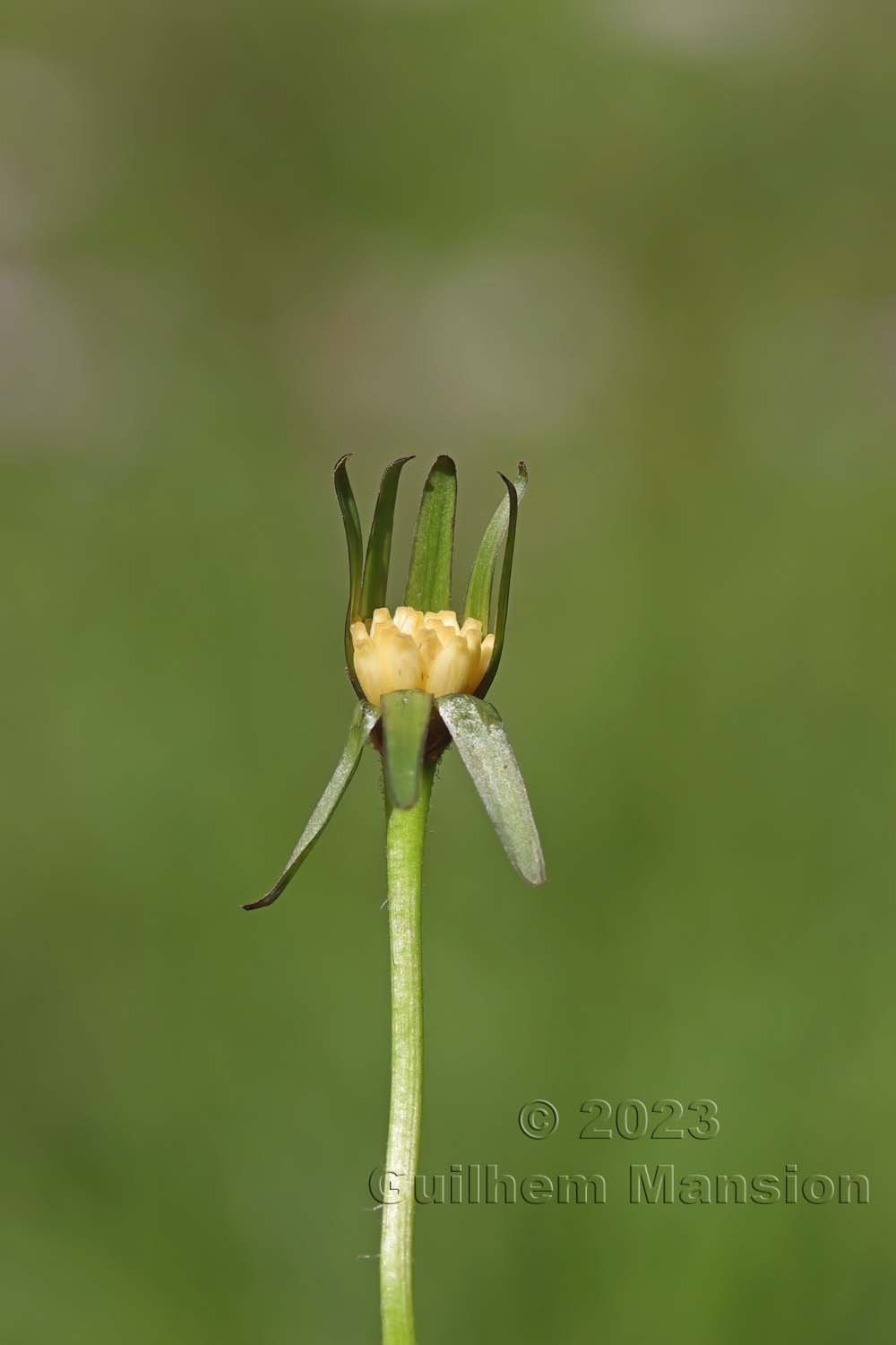 Aposeris foetida