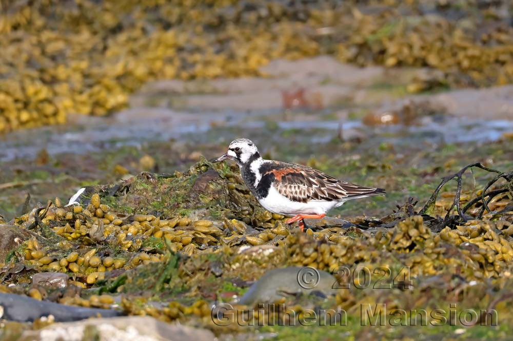 Arenaria interpres - Tournepierre à collier