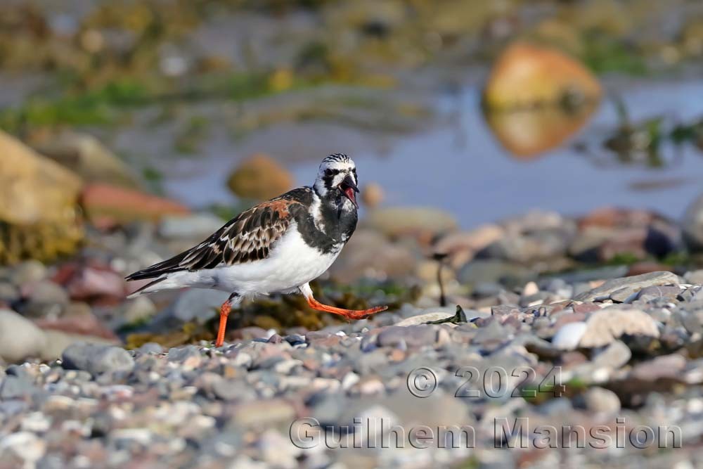 Arenaria interpres - Tournepierre à collier