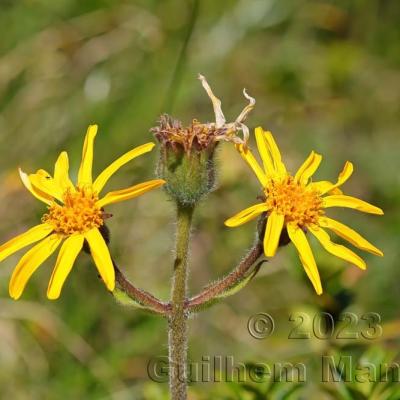 Arnica montana