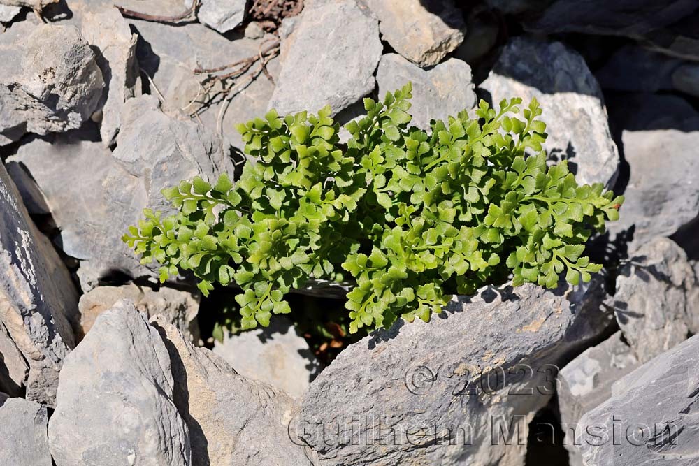 Asplenium ruta-muraria