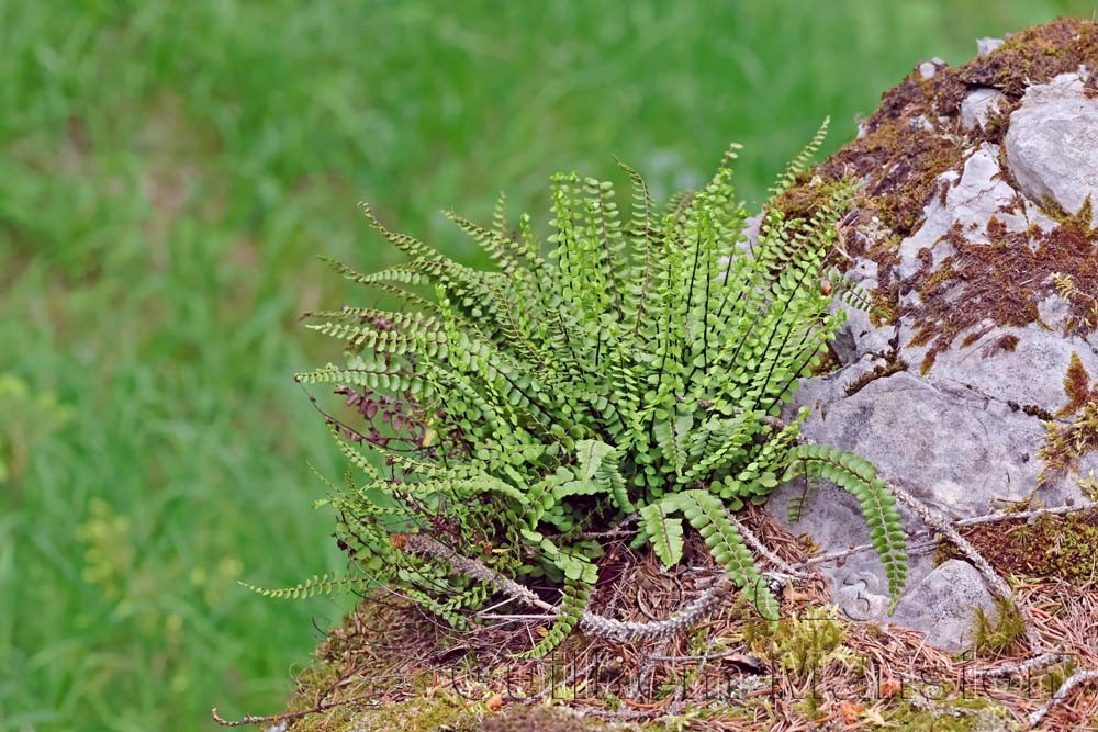 Asplenium trichomanes