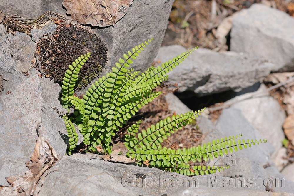 Asplenium trichomanes