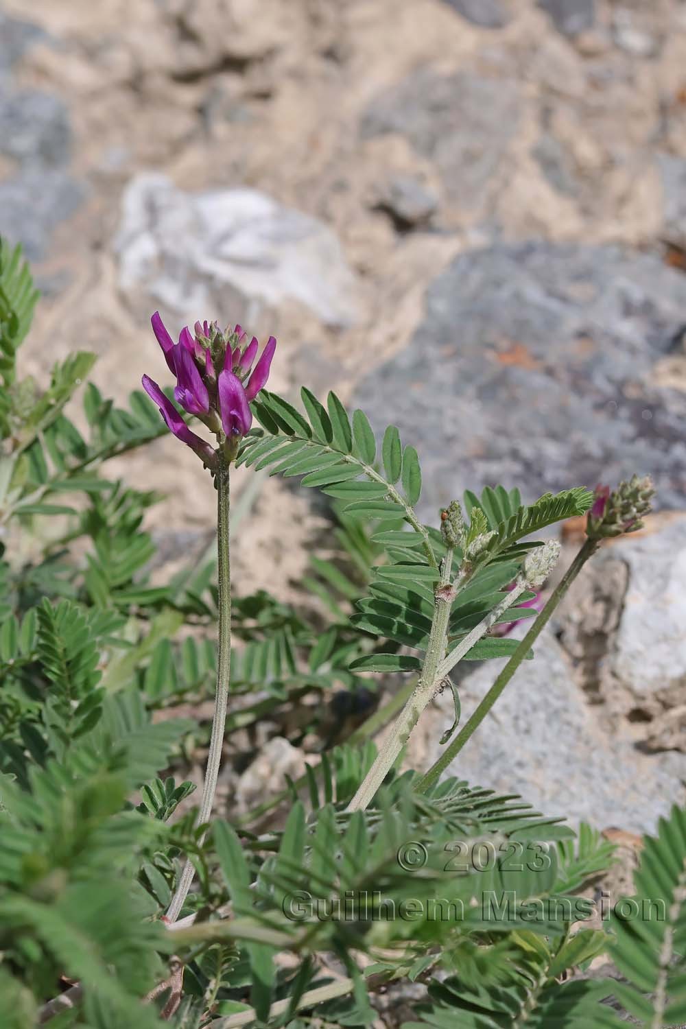Astragalus onobrychis