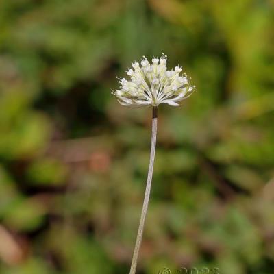 Astrantia minor