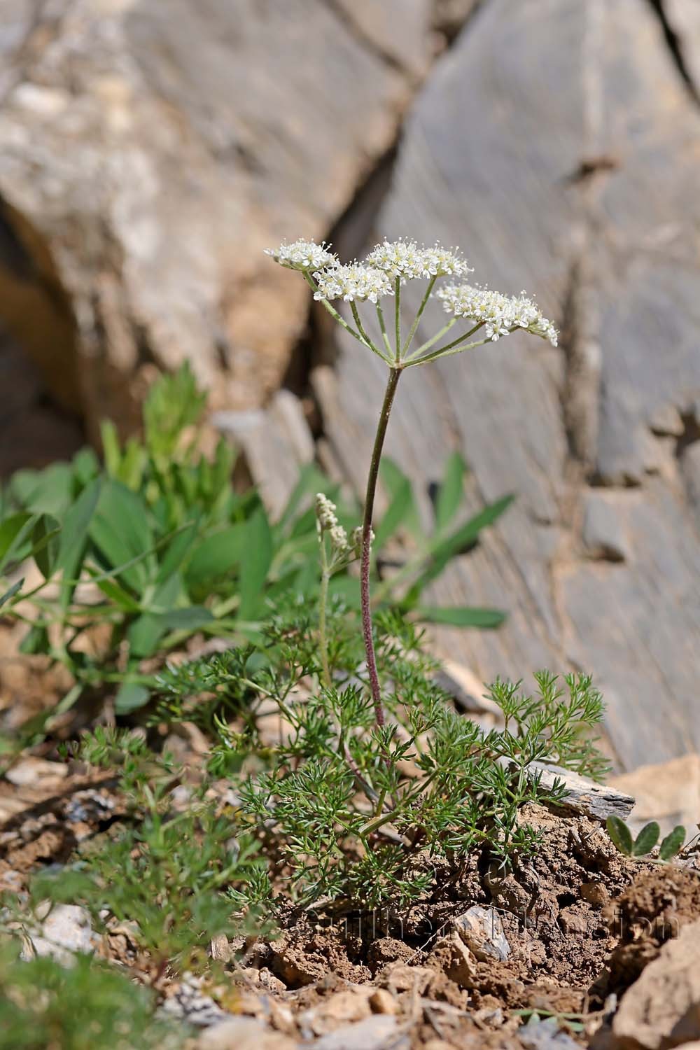 Athamanta cretensis