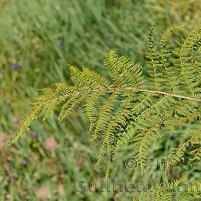 Athyrium distentifolium