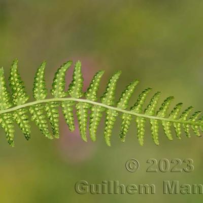 Athyrium distentifolium