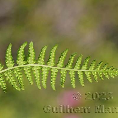 Athyrium distentifolium