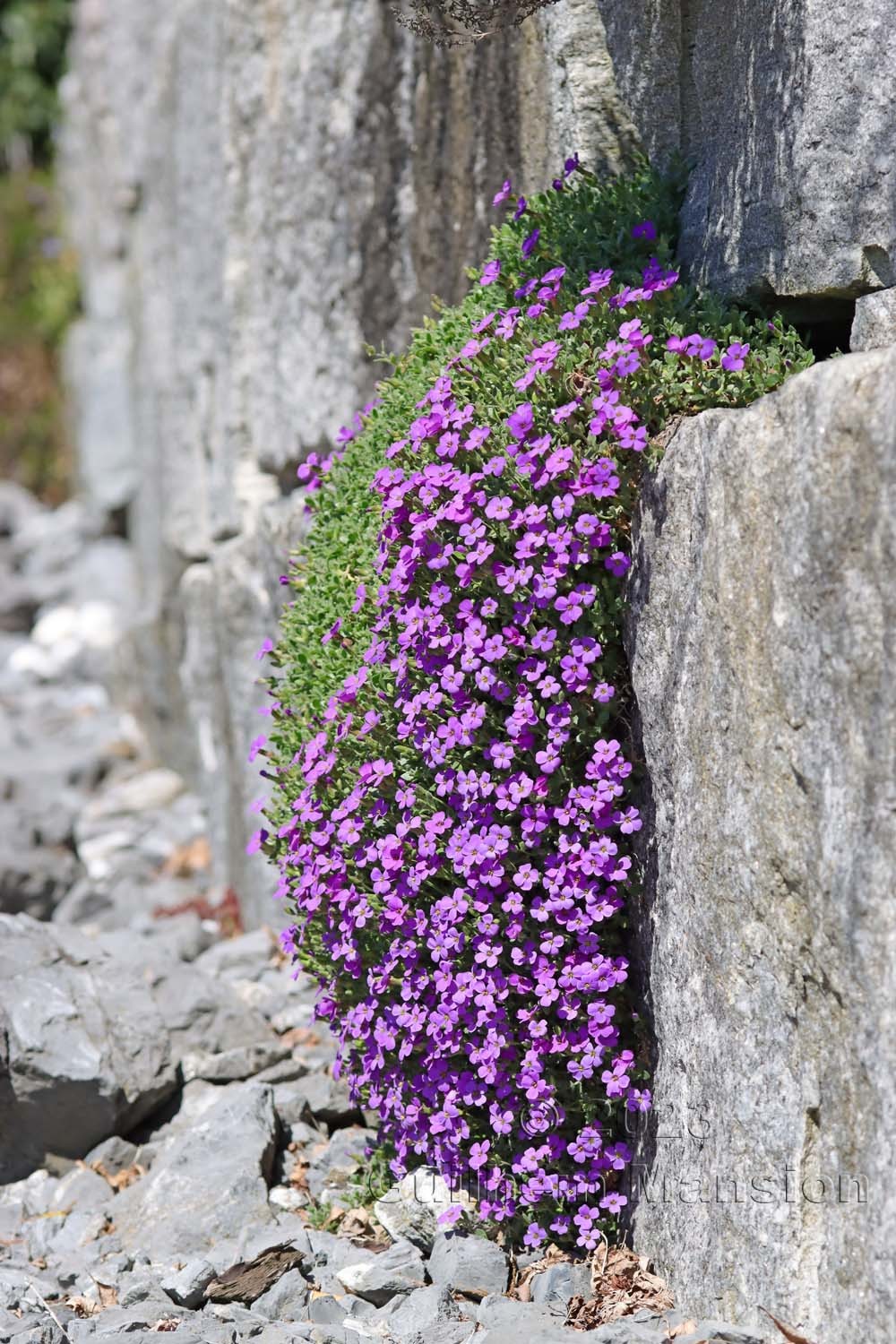 Aubrieta deltoidea