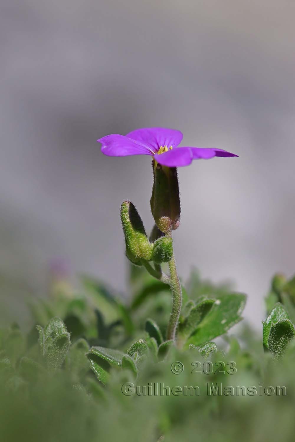 Aubrieta deltoidea