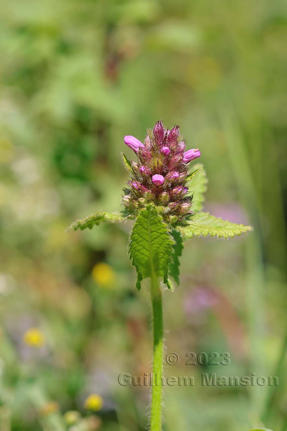 Betonica hirsuta