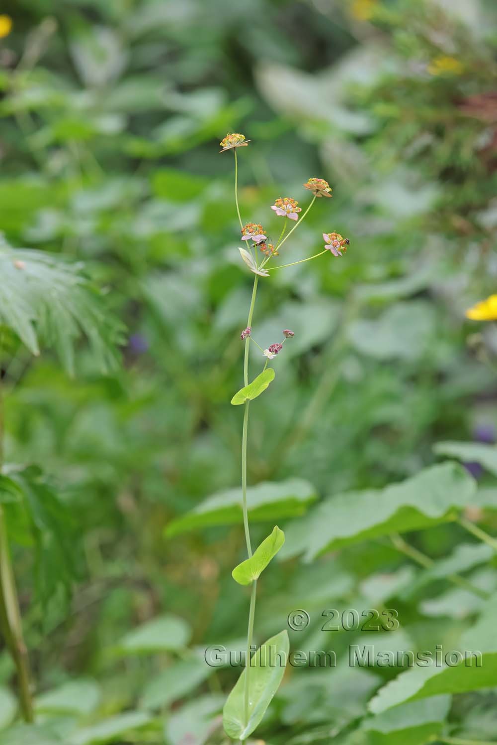 Bupleurum longifolium