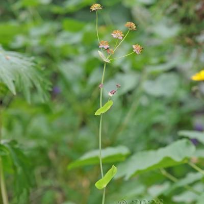 Bupleurum longifolium