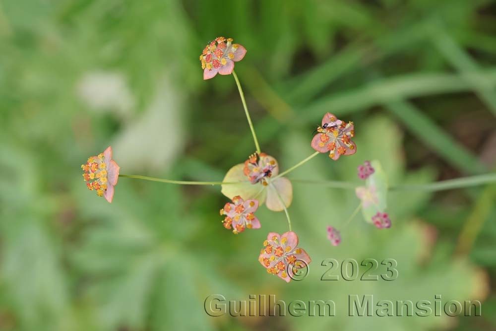 Bupleurum longifolium