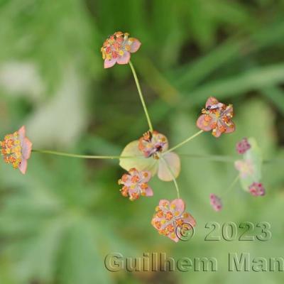 Bupleurum longifolium