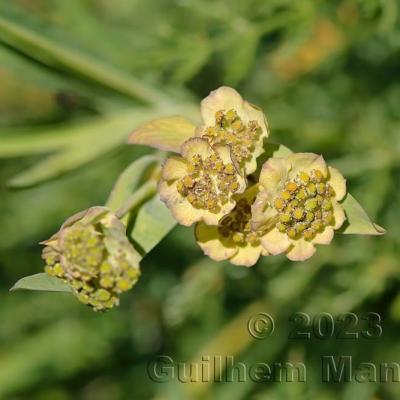 Bupleurum stellatum