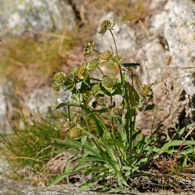 Bupleurum stellatum