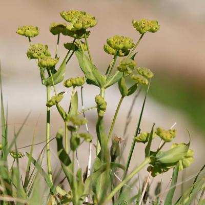 Bupleurum stellatum