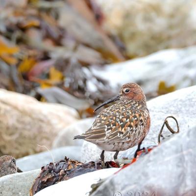 Calidris ferruginea -  Curlew Sandpiper