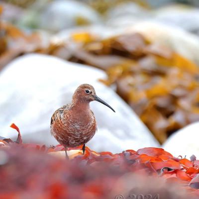 Calidris ferruginea -  Curlew Sandpiper