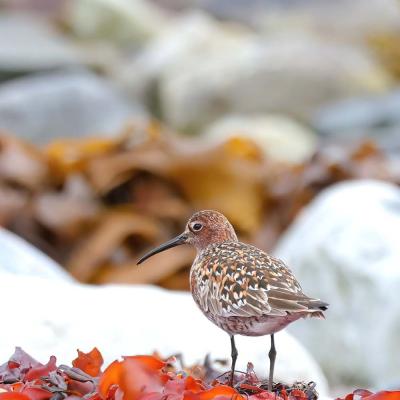 Calidris ferruginea -  Curlew Sandpiper