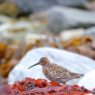 Calidris ferruginea -  Curlew Sandpiper