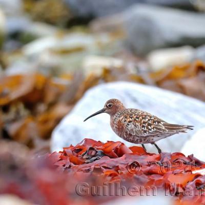 Calidris ferruginea -  Curlew Sandpiper