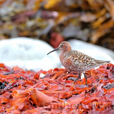 Calidris ferruginea -  Curlew Sandpiper