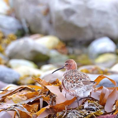 Calidris ferruginea -  Curlew Sandpiper