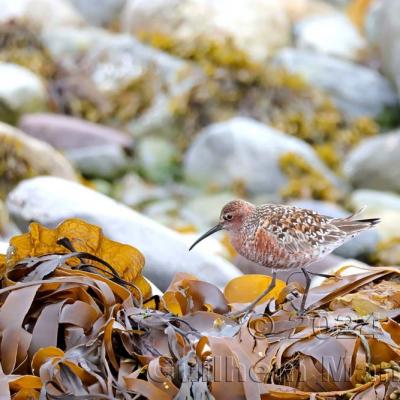 Calidris ferruginea -  Curlew Sandpiper