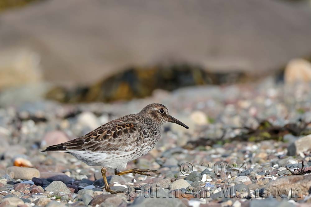 Calidris maritima - Bécasseau violet