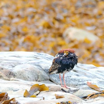 Calidris pugnax - Ruff