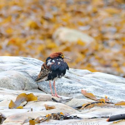 Calidris pugnax - Ruff