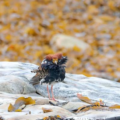 Calidris pugnax - Ruff